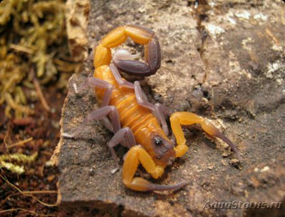 Скорпион (Rhopalurus junceus/Heteroctenus junceus)