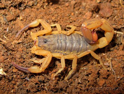 Скорпион (Tityus ser­rulatus)