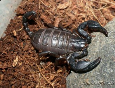 Скорпион итальянский​ (Euscorpius italic­us)