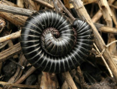 Кивсяк (Аrchispirost­reptus syriacus)