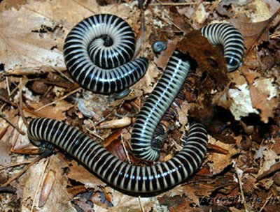 Кивсяк (Chicobolus spinigerus)