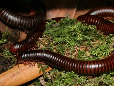 Кивсяк (Сolossobolus sp)