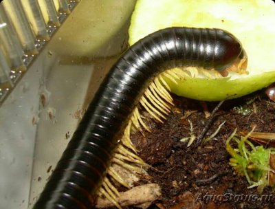 Кивсяк (Doratogonus stylifer)