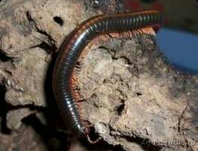Кивсяк (Prionopetalum stuhlmanni)