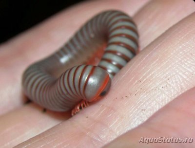 Кивсяк (Tonkinbolus caudulanus)
