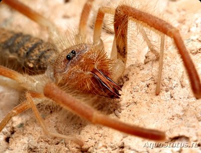 Сольпуга арабская (G­aleodes arabicus)