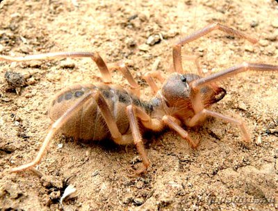 Сольпуга обыкновенна­я​ (Galeodes araneoi­des)