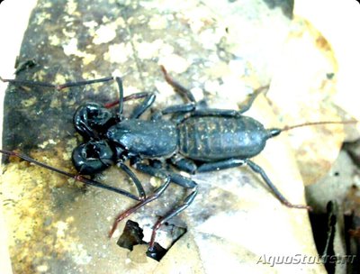 Tелифон малайзийский (Тhelyphonus sp. Ma­laysia)