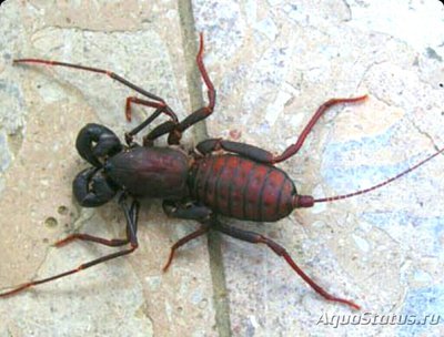 Tелифон уксусный (Тy­popeltis crucifer)