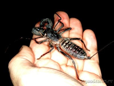 Телифон гигантский (Mastigoproctus gigan­teus)