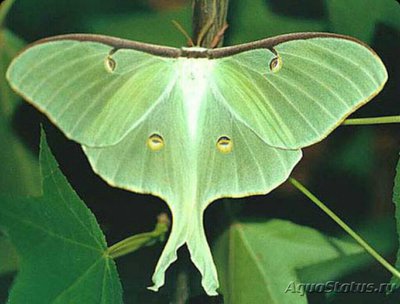Бабочка (Actias​ lu­na)