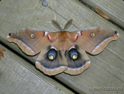 Бабочка (Аntheraea mylitta)