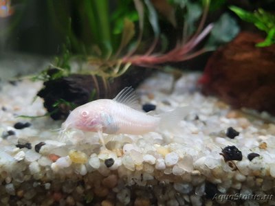 Фото Подводный Романтик. Мой аквариум Fluval Roma 120 литров Zlatka  (photo#127131)