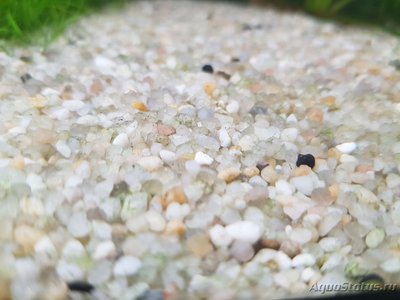 Фото Подводный Романтик. Мой аквариум Fluval Roma 120 литров Zlatka  (photo#127132)