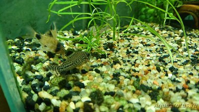 Фото Подводный Романтик. Мой аквариум Fluval Roma 120 литров Zlatka  (photo#127142)