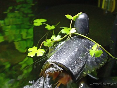 Фото Аквариум «Укромная заводь» 30 литров Siam  (photo#127146)