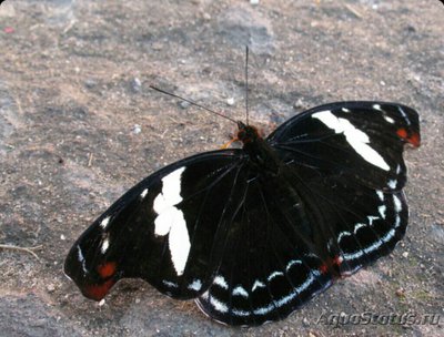 Бабочка (Сatonephele numilia)