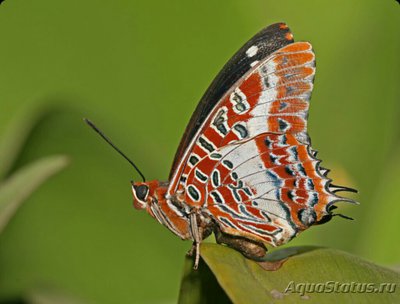 Бабочка (Charaxes br­utus)