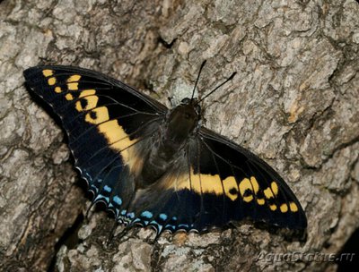 Бабочка (Charaxes castor)