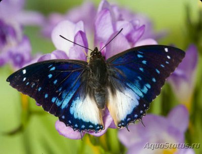 Бабочка (Charaxes ci­thaeron)