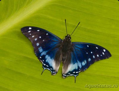 Бабочка (Charaxes et­esipe)