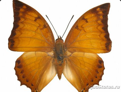 Бабочка (Charaxes la­sti)