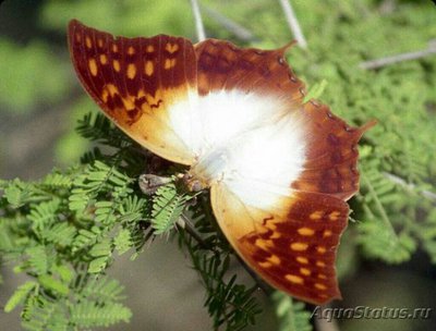 Бабочка (Charaxes va­ranes)