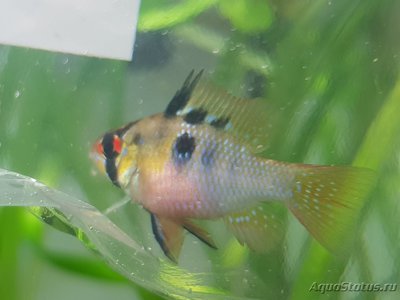 Фото Подводный Романтик. Мой аквариум Fluval Roma 120 литров Zlatka  (photo#127249)