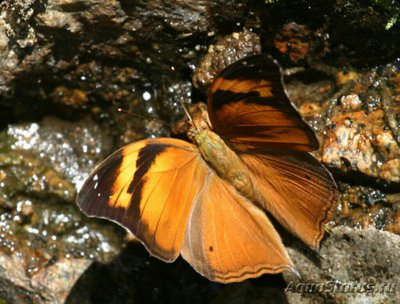 Фото Бабочка Doleschallia bisaltide  (photo#127266)
