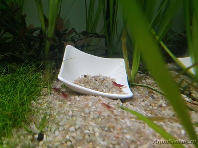 Фото Подводный Романтик. Мой аквариум Fluval Roma 120 литров Zlatka  (photo#127274)