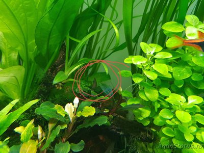 Фото Подводный Романтик. Мой аквариум Fluval Roma 120 литров Zlatka  (photo#127286)