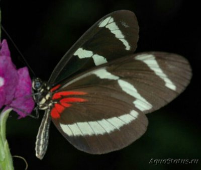 Фото Бабочка Heliconius pachinus  (photo#127412)