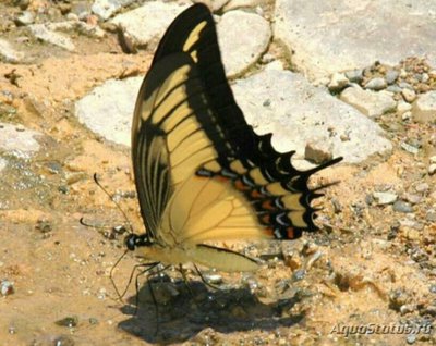 Фото Бабочка Heraclides androgeus Papilio an­drogeus  (photo#127413)