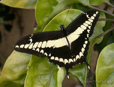 Фото Бабочка Heraclides cresphontes  (photo#127414)