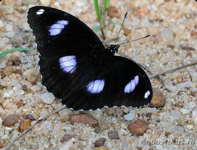Фото Бабочка Hypolimnas misippus  (photo#127438)