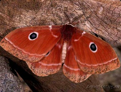 Фото Бабочка Melanocera menippe  (photo#127443)