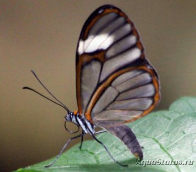 Фото Бабочка Miraleria cymothoe Pagyris​ cym­othoe  (photo#127444)