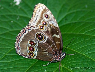 Фото Бабочка Оpsiphanes tamarindi  (photo#127450)