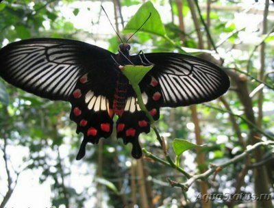 Фото Бабочка Papilio anc­hisiades Нeraclides anchisiades  (photo#127452)