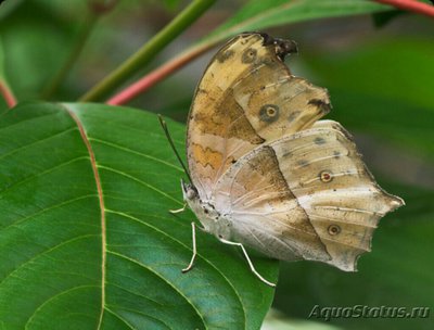 Фото Бабочка Protogoniom­orpha Salamis parh­assus  (photo#127516)