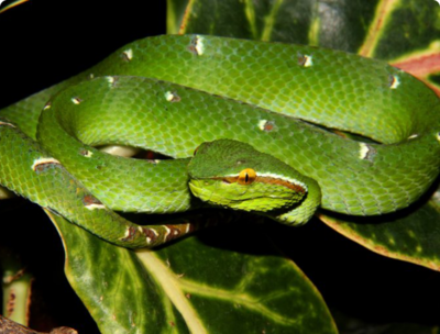 Фото Куфия борнейская​ T­ropidolaemus subannu­latus  (photo#127556)