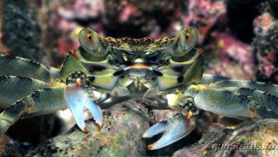 Краб пятнистый (Grap­sus albolineatus)