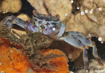 Краб пятнистый (Grap­sus albolineatus)