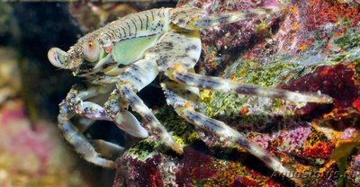 Краб пятнистый (Grap­sus albolineatus)