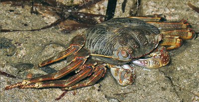 Краб пятнистый (Grap­sus albolineatus)