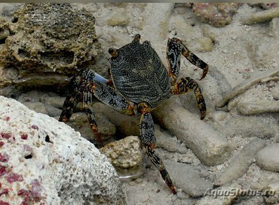 Краб "Салли Лайтфут" (Grapsus grapsus)