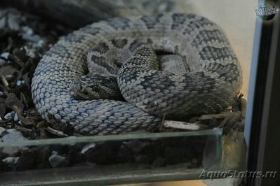 Фото Гремучник прерийный​ Crotalus viridis  (photo#127664)