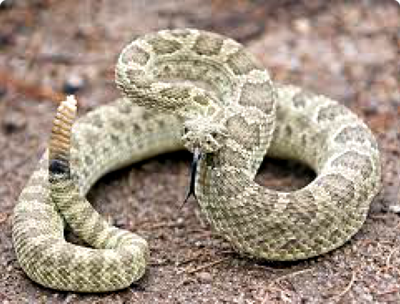 Фото Гремучник прерийный​ Crotalus viridis  (photo#127665)