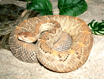 Фото Гремучник арубский Crotalus unicolor  (photo#127672)