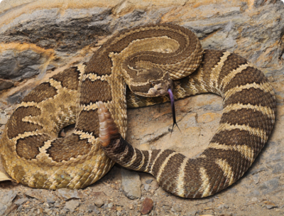 Фото Гремучник западный ,​ или​ гремучая змея​ Crotalus oreganus  (photo#127690)